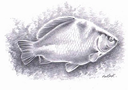 chub drawn with pencil