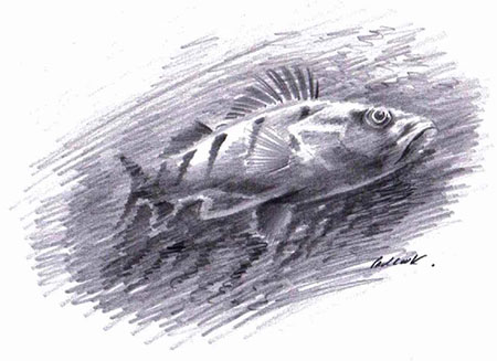 Fish drawn with pencil