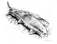 Illustration of barbel